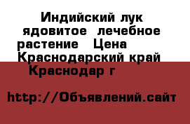 Индийский лук-ядовитое, лечебное растение › Цена ­ 300 - Краснодарский край, Краснодар г.  »    